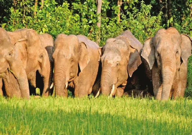 হাতির ভয়ে ঝাড়গ্রামে জঙ্গলঘেঁষা এলাকায় থমকে আবাস সমীক্ষা