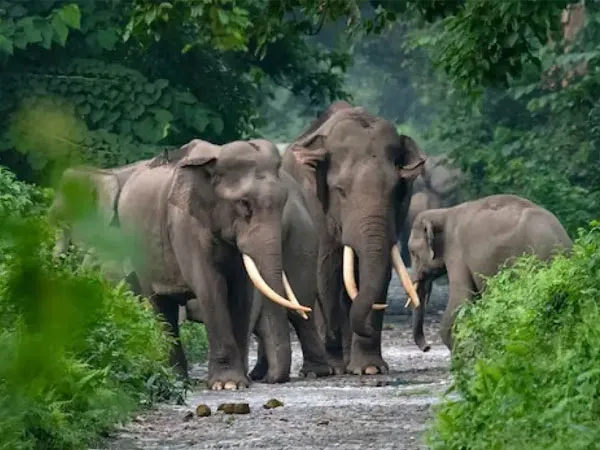 বান্ধবগড়ে ৩ হাতির হানায় মৃত ২