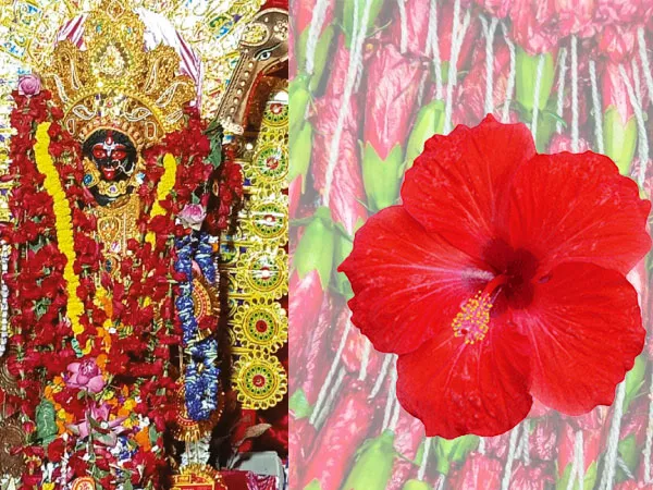 কালীপুজোয় কলকাতার ফুলবাজারে বিক্রি ২৪ লক্ষ টাকার জবা