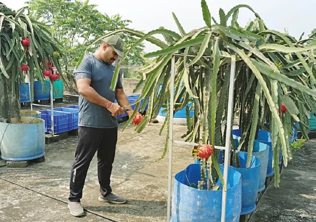 ছাদে ১৫৩ প্রজাতির ড্রাগন ফলের চাষ