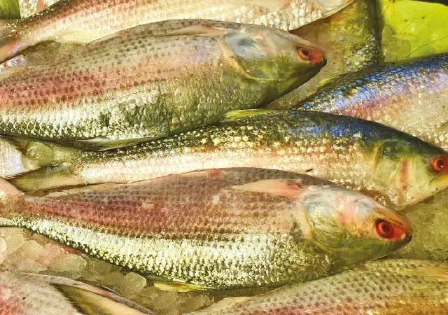 ফরাক্কার গঙ্গাতেও আচমকা ইলিশ বৃদ্ধি, খুশি মৎস্যজীবীরা
