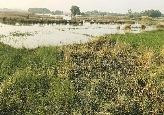জমিতে জমে জল, পোখরাজ আলু চাষ করতে পারলেন না কাটোয়ার চাষিরা