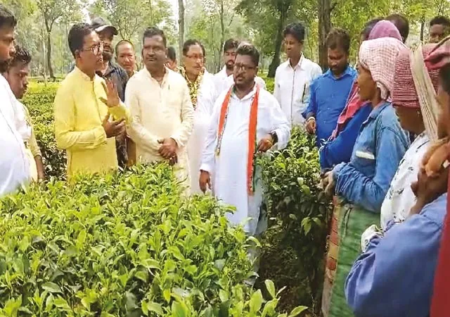 চা বাগানের ভোট ধরে রাখতে মন্ত্রী বুলুচিকই ভরসা জোড়াফুলের