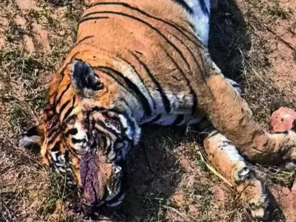 জয়পুরে পাথর ছুড়ে, কুড়ুল দিয়ে কুপিয়ে মানুষখেকো বাঘকে &lsquo;খুন&rsquo;, অভিযুক্ত গ্রামবাসীরা