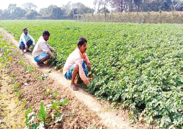 &lsquo;উপহার&rsquo; না কিনলে সার নয়, বিপাকে আলুচাষিরা