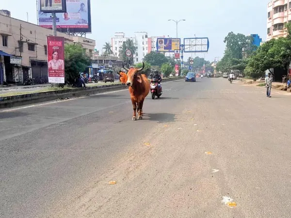 রাস্তায় দাঁড়ালেই থমকে যায় গাড়ি,&nbsp;বর্ধমান শহরের &lsquo;ভোলা&rsquo;কে নিয়ে মাতোয়ারা নেটদুনিয়া