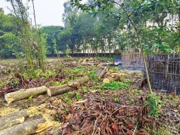 রায়গঞ্জের গুঠিনে পঞ্চায়েতের শতাধিক গাছ কাটার অভিযোগ,&nbsp;জেলাশাসকের দ্বারস্থ বাসিন্দা, বৈঠকের ডাক