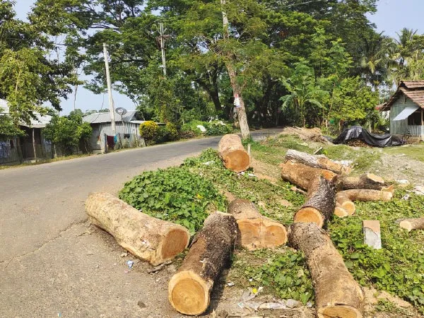 বেআইনিভাবে সরকারি গাছ কাটার অভিযোগ
