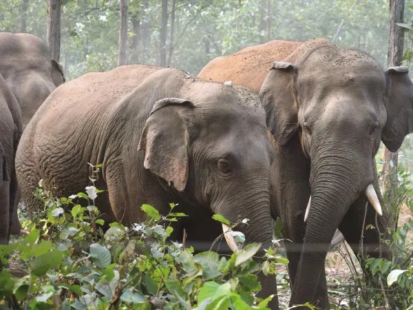 ধান কাটার মরশুমে হাতিশূন্য বাঁকুড়া উত্তর বনবিভাগ,স্বস্তি