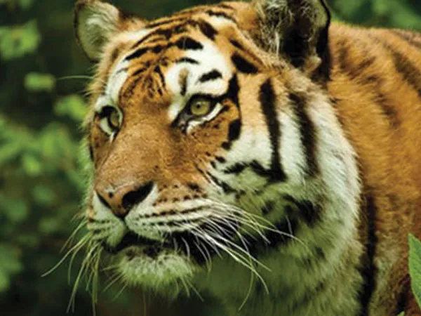 এক বছরে রণথম্বোরে ২৫ বাঘ নিখোঁজ, শুরু তদন্ত