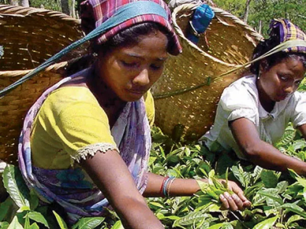 চা বাগানের সঙ্কট ইস্তাহারে ব্রাত্যই