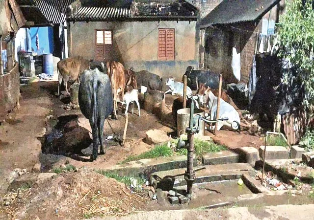 বিষ্ণুপুর জেলা হাসপাতাল চত্বরে খাটাল, প্রাচীর না হওয়ায় ক্ষোভ