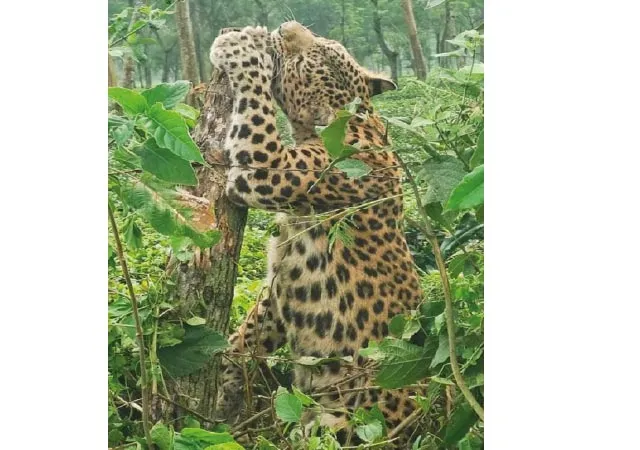 কাঁটাতারে চিতাবাঘ আটকে পড়ার ঘটনায় কঠোর পদক্ষেপ বনদপ্তরের