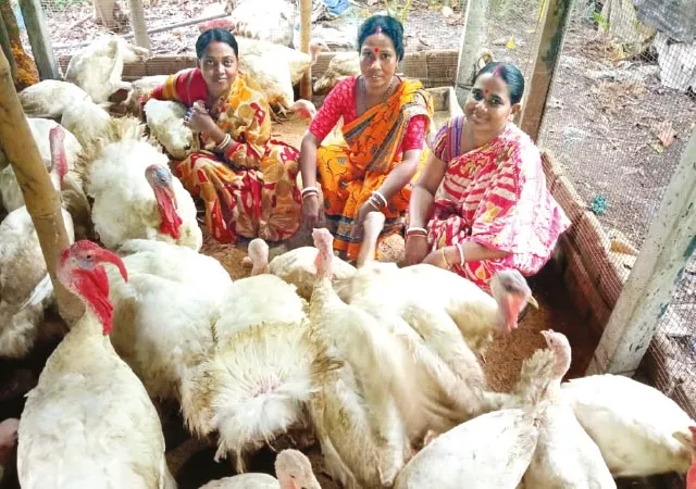 প্রথমেই সাফল্য, টার্কি চাষ করে এবার দৃষ্টান্ত গড়লেন সোনারপুরের মহিলারা