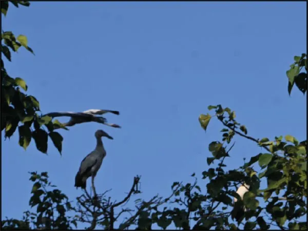 শীতের হাওয়া বইতেই কুলিক ছাড়ছে পরিযায়ীরা