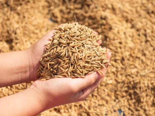 সরকারকে ধান বেচতে চাষির উৎসাহ বেড়েছে