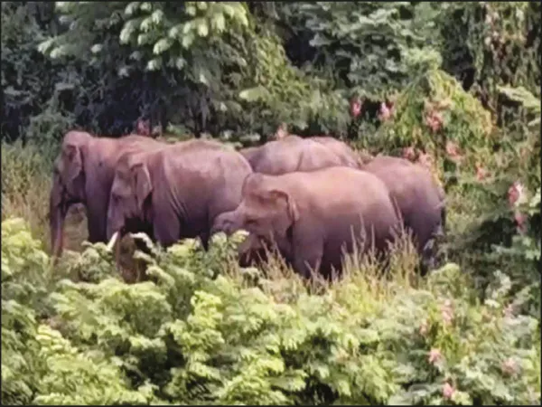 দিগভ্রষ্ট হয়ে খড়্গপুর শহরে হাতির দল, ভাঙল তৃণমূল অফিস, আতঙ্ক