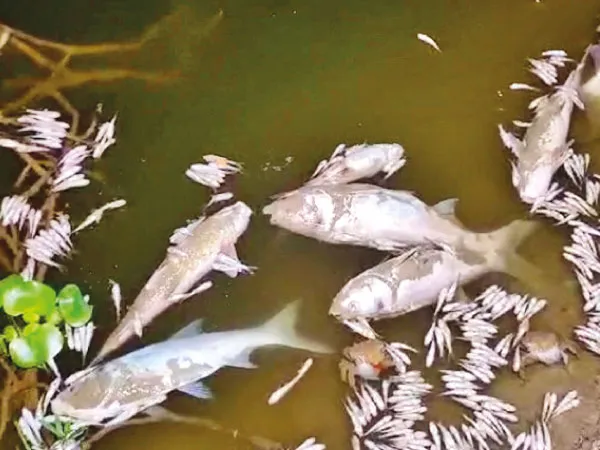 রাতে পুকুরে বিষ, দেগঙ্গায় কয়েক লক্ষ টাকার মাছ নষ্ট