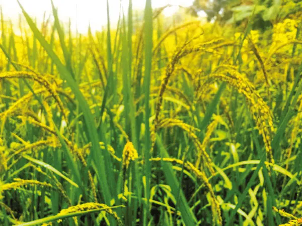 সুন্দরবনে হারিয়ে যাওয়া ধানের চাষ বাড়ছে