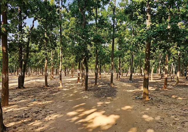 ভারসাম্য হারাচ্ছে বল্লভপুর অভয়ারণ্যের পরিবেশ