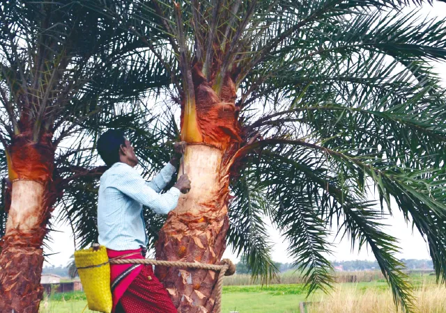 খেজুরের রস সংগ্রহ করতে গ্রাম ছেড়ে শহরতলিতে ঘাঁটি খেজুরির শিউলিদের