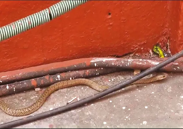 পুরসভায় আবারও দেখা মিলল সাপের, ক্রমশ বাড়ছে আতঙ্ক