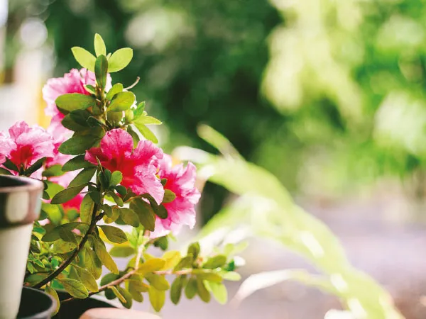 মিনি গার্ডেন পরিচর্যা