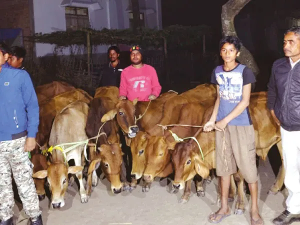 দু&rsquo;টি পৃথক অভিযানে ২৩টি গোরু উদ্ধার শীতলকুচিতে