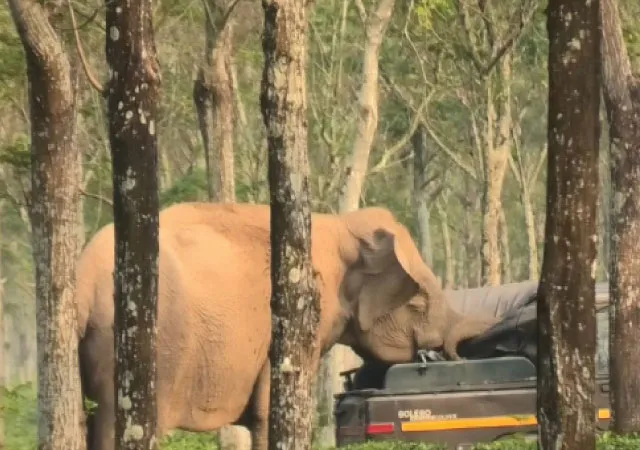 নালায় পড়ে শাবকের মৃত্যু, দিনভর দাঁড়িয়ে দেহ আগলে রাখল মা হাতি