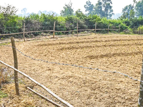 তপনের পাহাড়পুরে ফসল নষ্ট করছে নীলগাই, বনদপ্তরের বিরুদ্ধে ক্ষোভ
