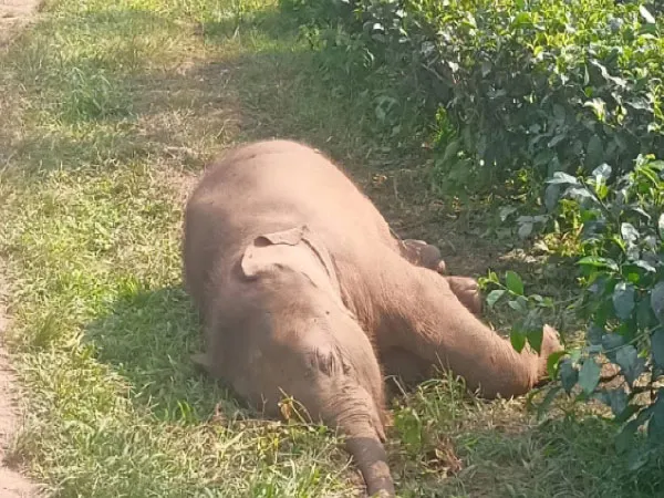 শাবকের মায়া ত্যাগ করে জঙ্গলে ফিরে গেল মা হাতি