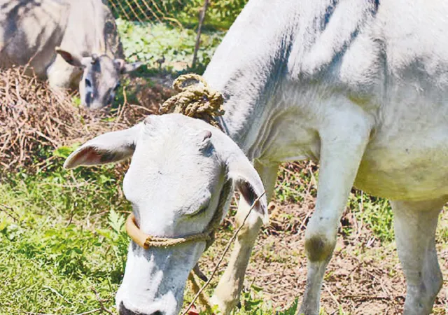 নামি ব্র্যান্ডের গাড়িতেই চুরি করা গোরু পাচার, পর্দা ফাঁস শিল্পাঞ্চলে