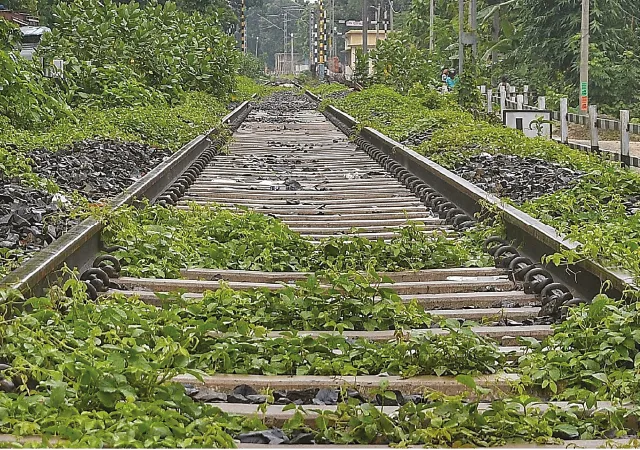 লোকসভা ভোটের আগে ট্রায়াল রান রেলের আগাছায় ঢেকেছে কৃষ্ণনগর-আমঘাটা নতুন লাইন