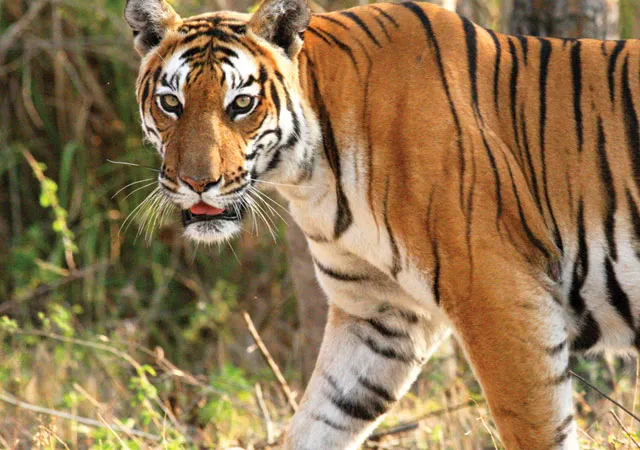 সঙ্গিনীর খোঁজে ৩০০ কিমি পথ পেরিয়ে মহারাষ্ট্র থেকে তেলেঙ্গানায় ঢুকল বাঘ