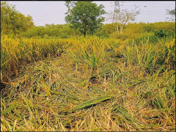 সাঁকরাইলে পাকা ধানে মই দাঁতালদের, মশাল হাতে স্বামীদের সঙ্গে রাত জাগলেন মল্লিকারা