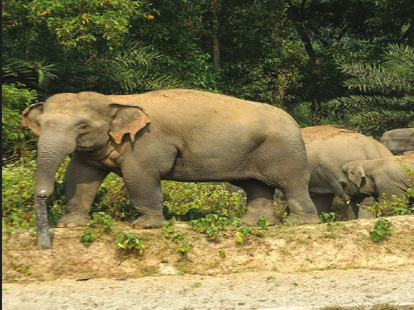 রামরামার জঙ্গলে ৩৫টি হাতির বড় দল, আশঙ্কায় কাঁটা চাষিরা