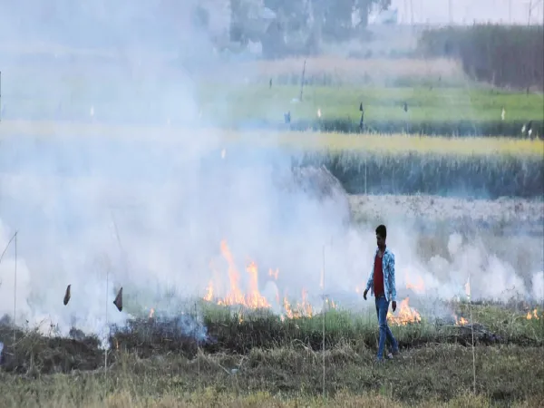 নিষেধাজ্ঞা উড়িয়ে জেলাজুড়ে প্রকাশ্যে চলছে না&zwnj;ড়া পোড়ানো