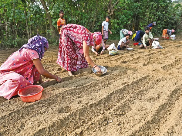 দ্বিগুণ দামে বিকোচ্ছে পাঞ্জাবের আলুবীজ, মাথায় হাত চাষিদের &nbsp;