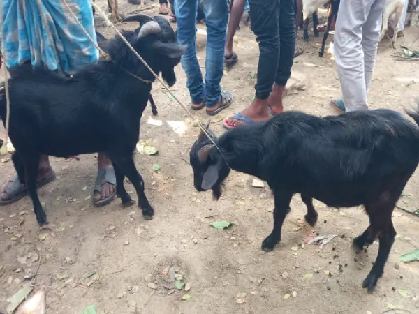 কাল বোল্লাকালী পুজো, সরাইহাটে কালো পাঁঠার দর পৌঁছে গিয়েছে ১২ হাজার টাকায়