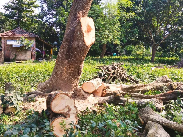 অনুমতি ছাড়াই বাগানের আমগাছ কেটে ফেলার অভিযোগ কলিগ্রামে