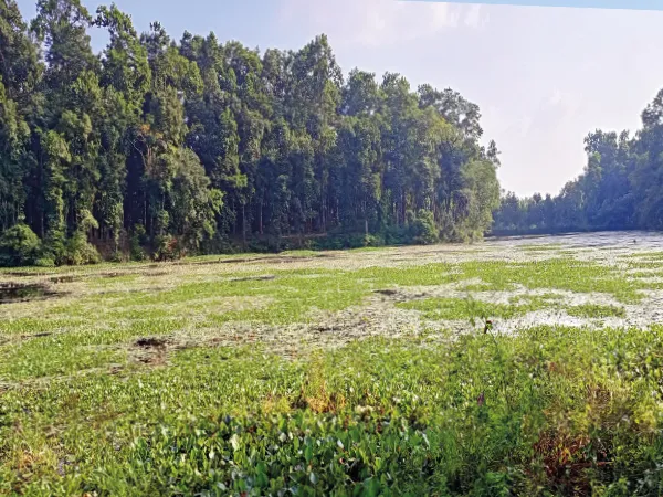 সংস্কারের অভাবে বেহাল ধূপগুড়ি গোঁসাইরহাটের ইকোপার্কের ঝিল