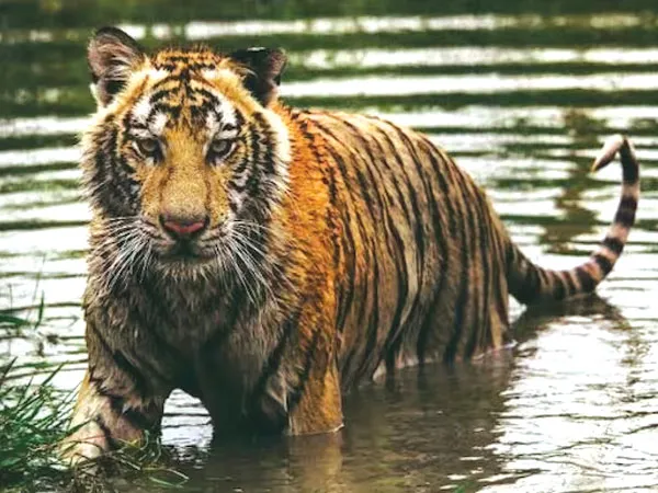 বাঘ গণনার জন্য ট্র্যাপ ক্যামেরা বসানোর কাজ শুরু সুন্দরবনে