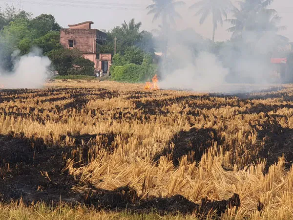 নিষেধাজ্ঞা অমান্য করেই হুগলিতে চাষের জমিতে চলছে নাড়াপোড়া, ছড়াচ্ছে দূষণ