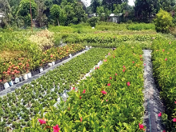 শীত পড়তেই মরশুমি ফুলের চারা কিনতে ভিড় বাড়ছে পূর্বস্থলীর নার্সারিগুলিতে