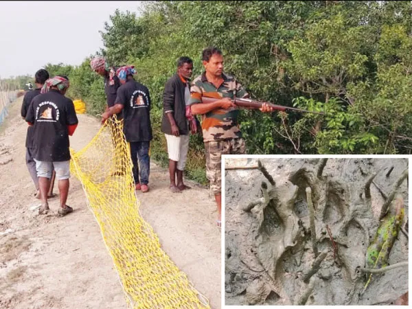 মৈপীঠে ফের বাঘের পায়ের ছাপ, আতঙ্ক