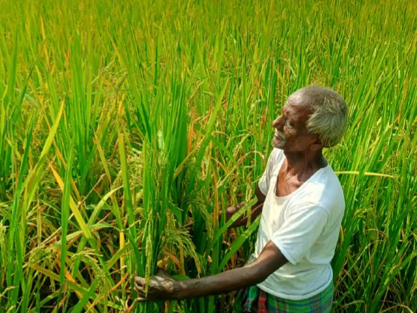নেপথ্যে গবেষণা, নতুন তিন ধরনের&nbsp; ধানের চাষই দিশা দেখাচ্ছে চাষিদের