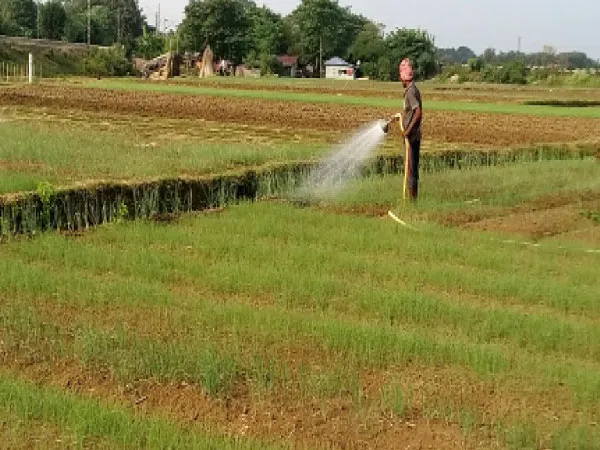 পেঁয়াজের চারার চড়া দাম, সর্ষেচাষে ঝুঁকছেন কালনা ও পূর্বস্থলীর চাষিরা