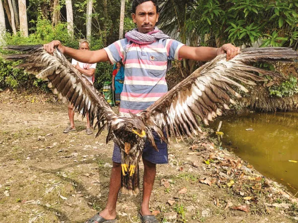 দাসপুরে বাজপাখি উদ্ধার