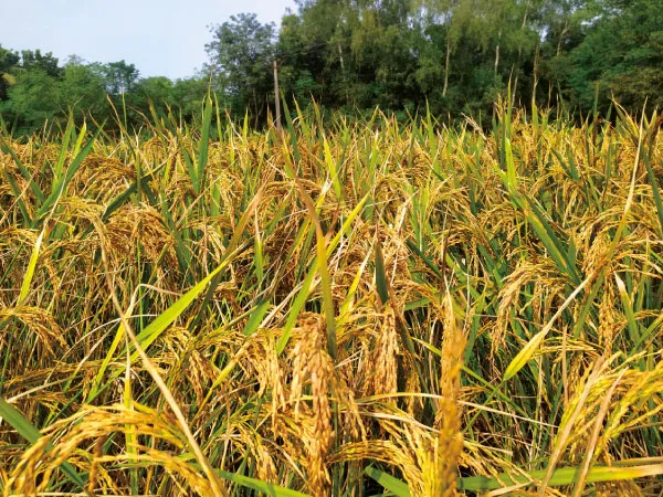 আয় কমছে, আগ্রহ নেই তুলাইপাঞ্জি চাষে