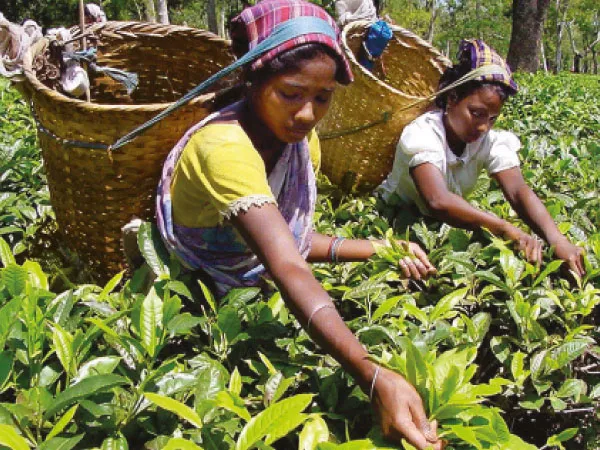 উত্তরবঙ্গের ক্ষুদ্র চা বাগানে মিশ্র চাষের প্রস্তাব, উদ্যোগী সরকার